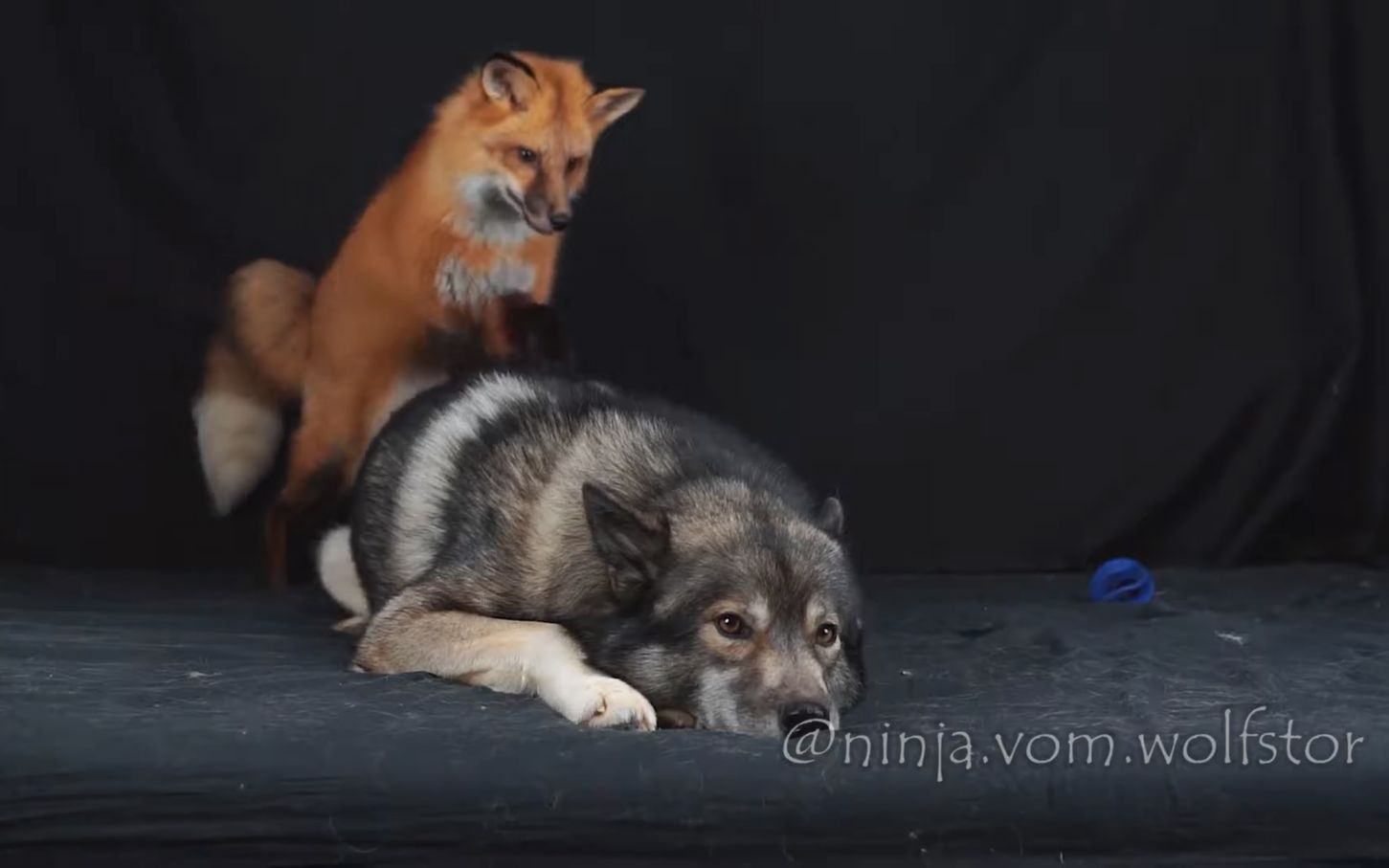 [图]Red Fox Leotie having fun