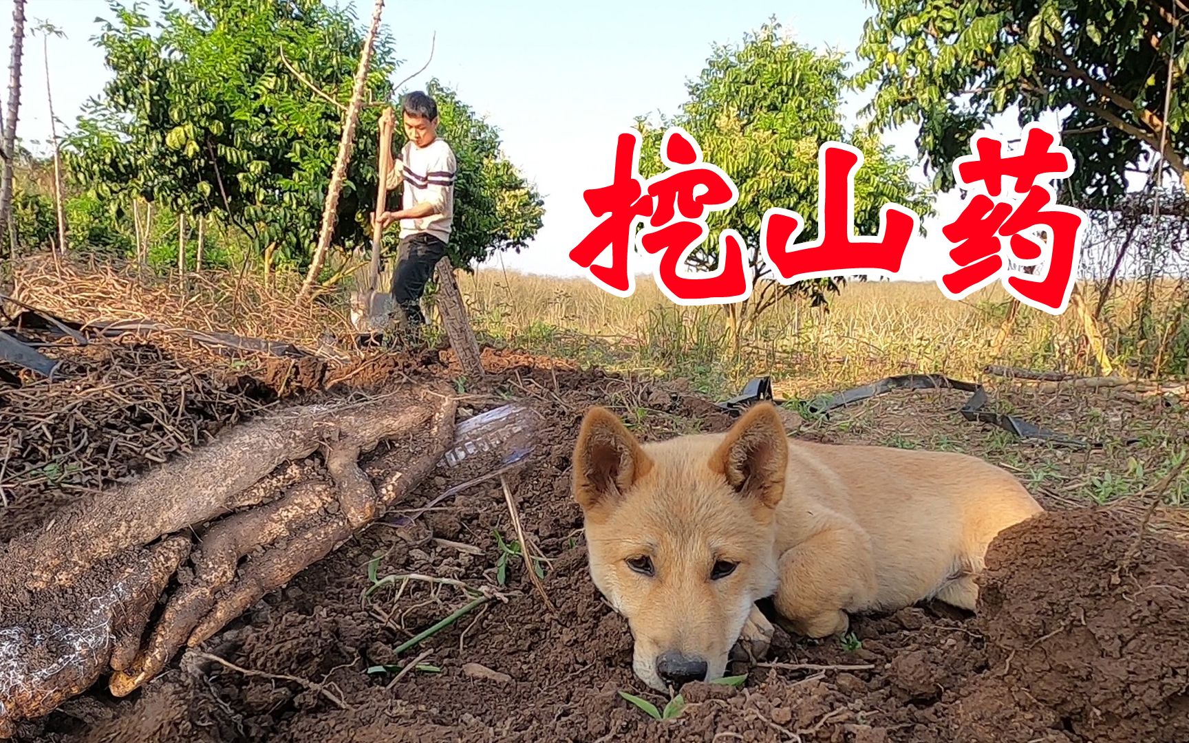 今年挖出的山药奇形怪状,狗都不想看了,收养土狗“三旺”第74天哔哩哔哩bilibili