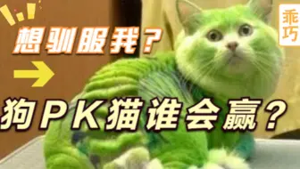如何驯服新的猫 By Phoenix Sc 哔哩哔哩 Bilibili