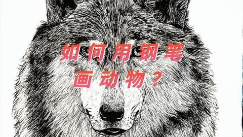 钢笔画 之动物狼 狼的正面绘图过程 哔哩哔哩