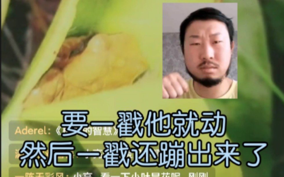 【张辰亮】无穷小亮前来给你推荐一本书,植物的智慧!哔哩哔哩bilibili