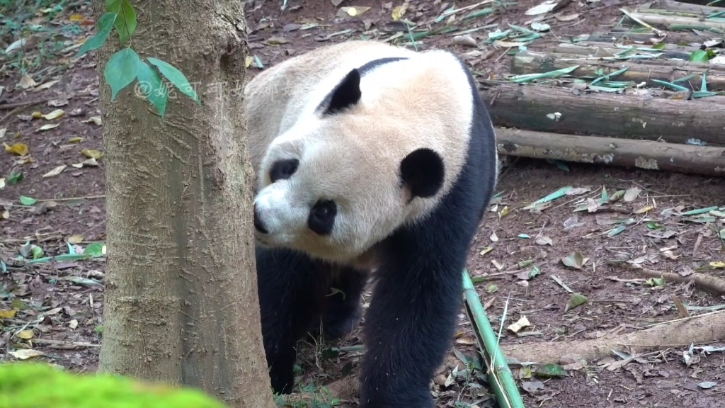 【大熊猫功仔】功夫熊猫吃了一阵竹子找棵树解决完熊生大事继续干饭