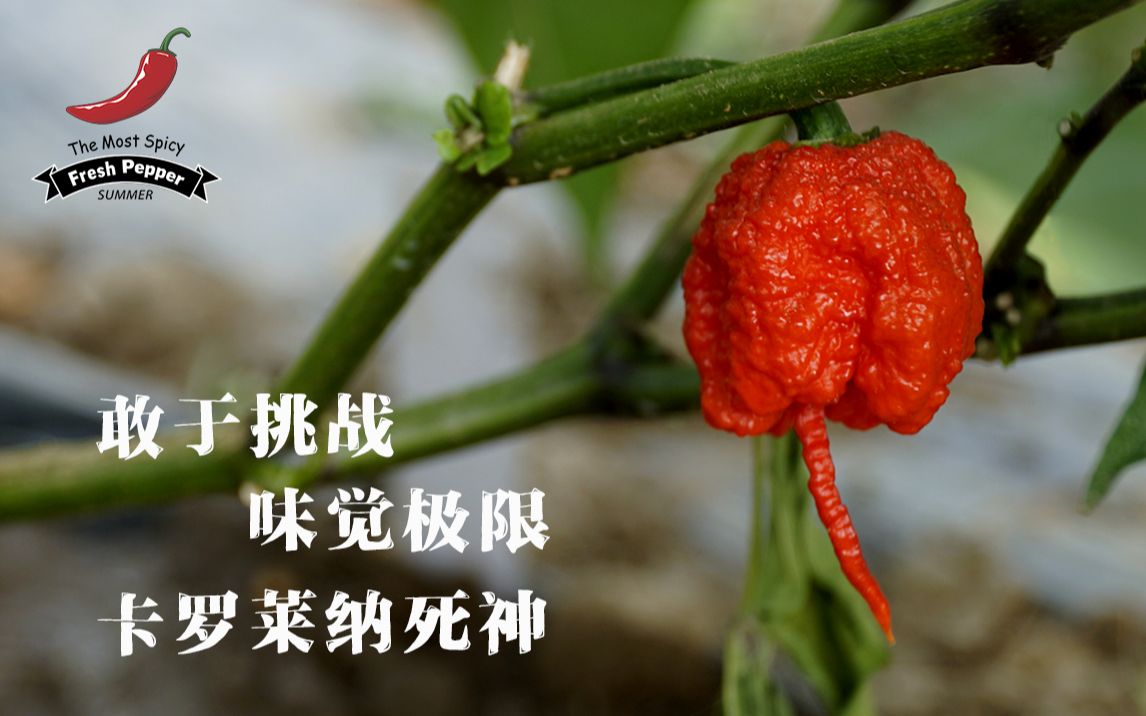 卡罗莱纳死神辣椒由绿转红种植视频_哔哩哔哩_bilibili