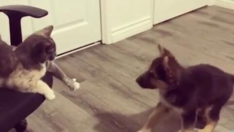 讲讲狗的狼爪 哔哩哔哩 Bilibili