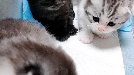 半个月的小奶猫