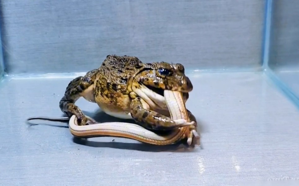 牛蛙狂吃一条蛇!