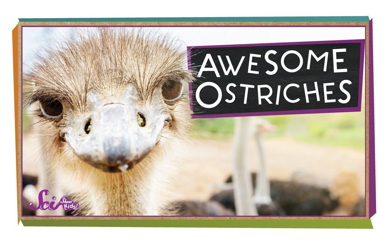 [图]Ostriches： The World's Biggest Birds! ｜ Biology for Kids ｜ SciShow Kids