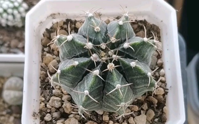 仙人球牡丹玉水