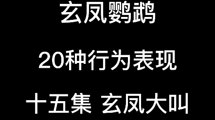 【玄凤鹦鹉】20种行为表现 十五集 玄凤大叫哔哩哔哩bilibili