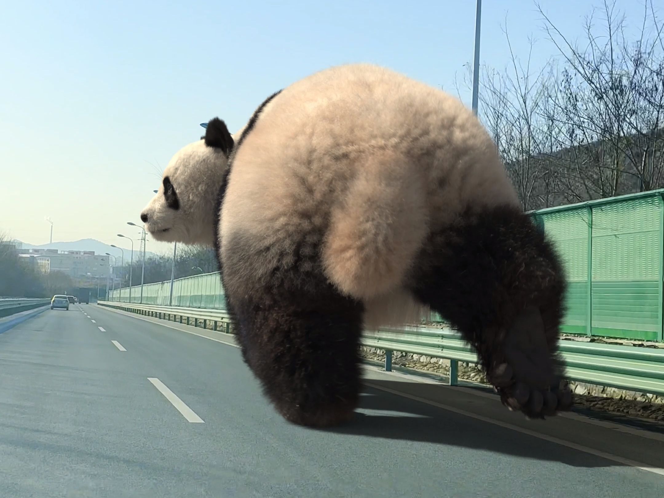 陪我家的大熊猫出来跑步减个肥