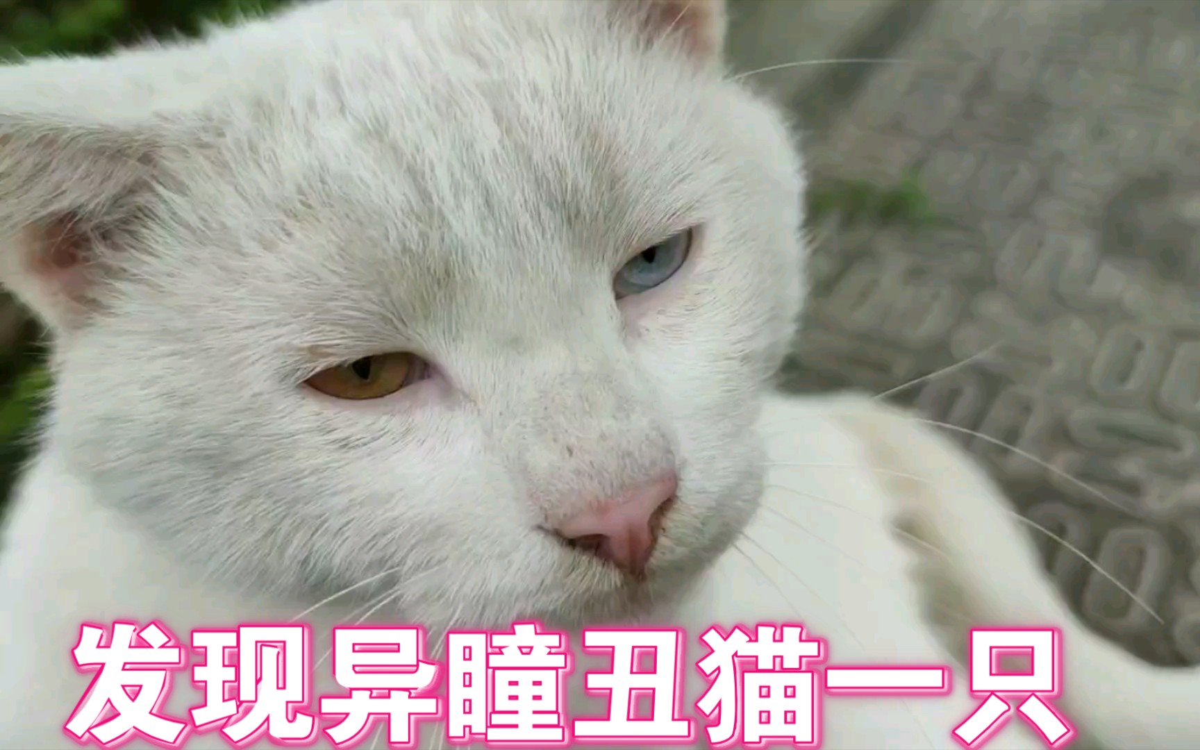 活动  在学校里发现一只异瞳贵族落魄成丑逼屌丝猫