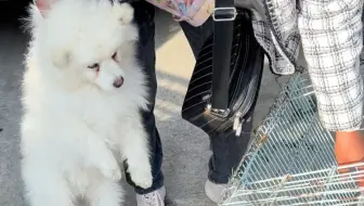 宠物狗护食被主人无情卖掉，到这瞬间吓尿不敢动，往日狂劲消失了
