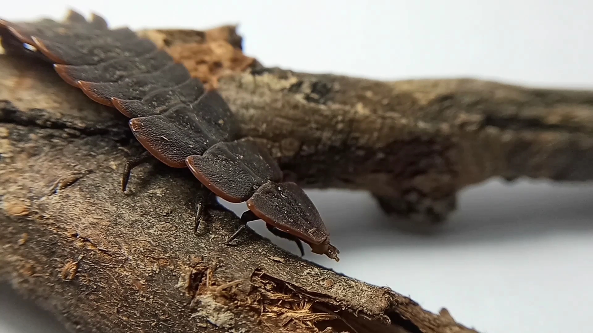 昆虫三叶虫红萤