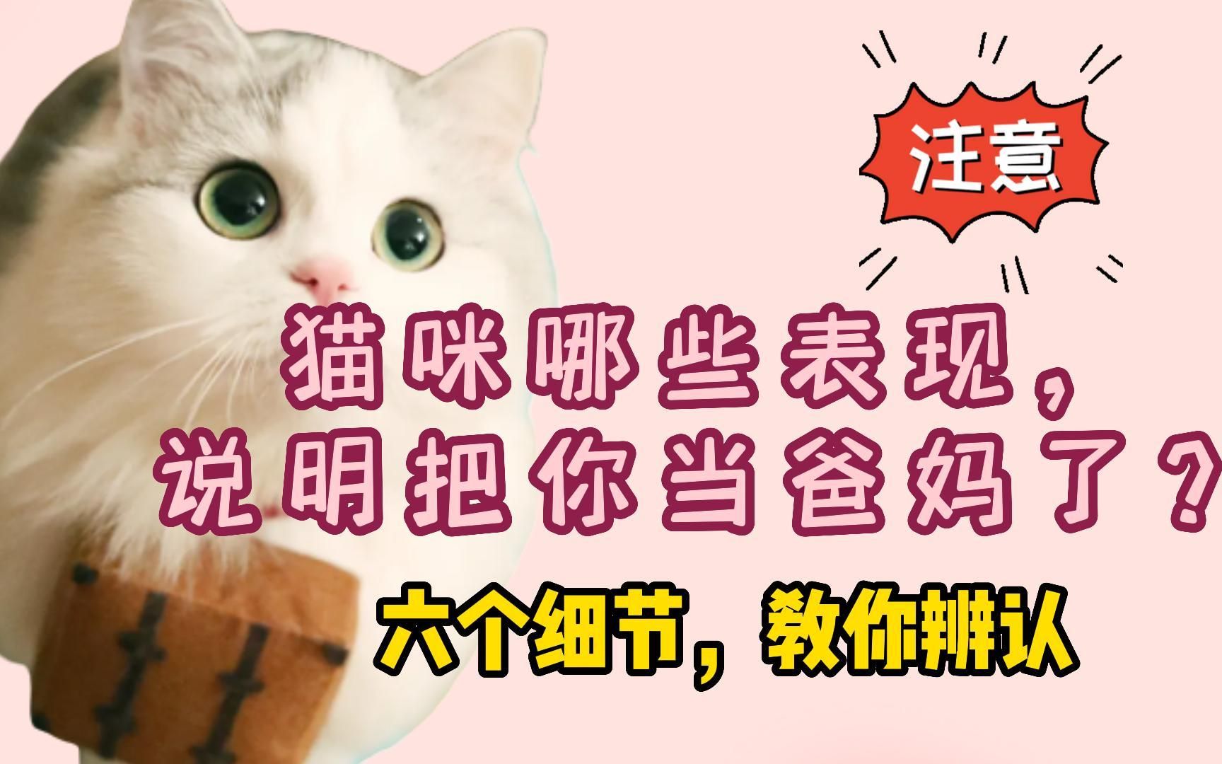 [图]猫咪哪6个表现，说明把你当妈妈了？