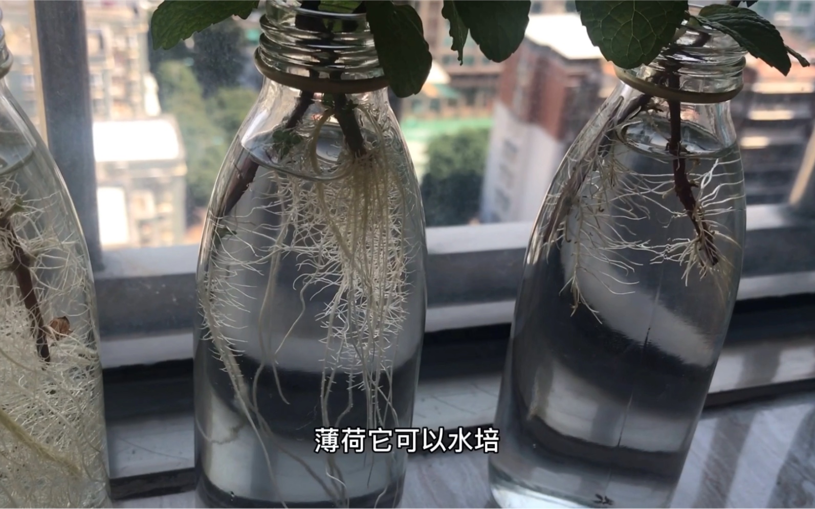 水培薄荷教程(超级简单)疯狂copy哔哩哔哩bilibili