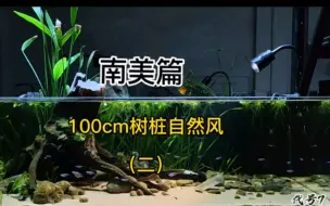 Tải video: 【代号7】100cm南美树桩景，自然风