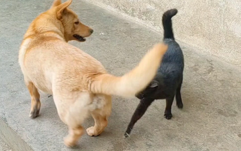 惹急了猫哥,后果真不好受呀