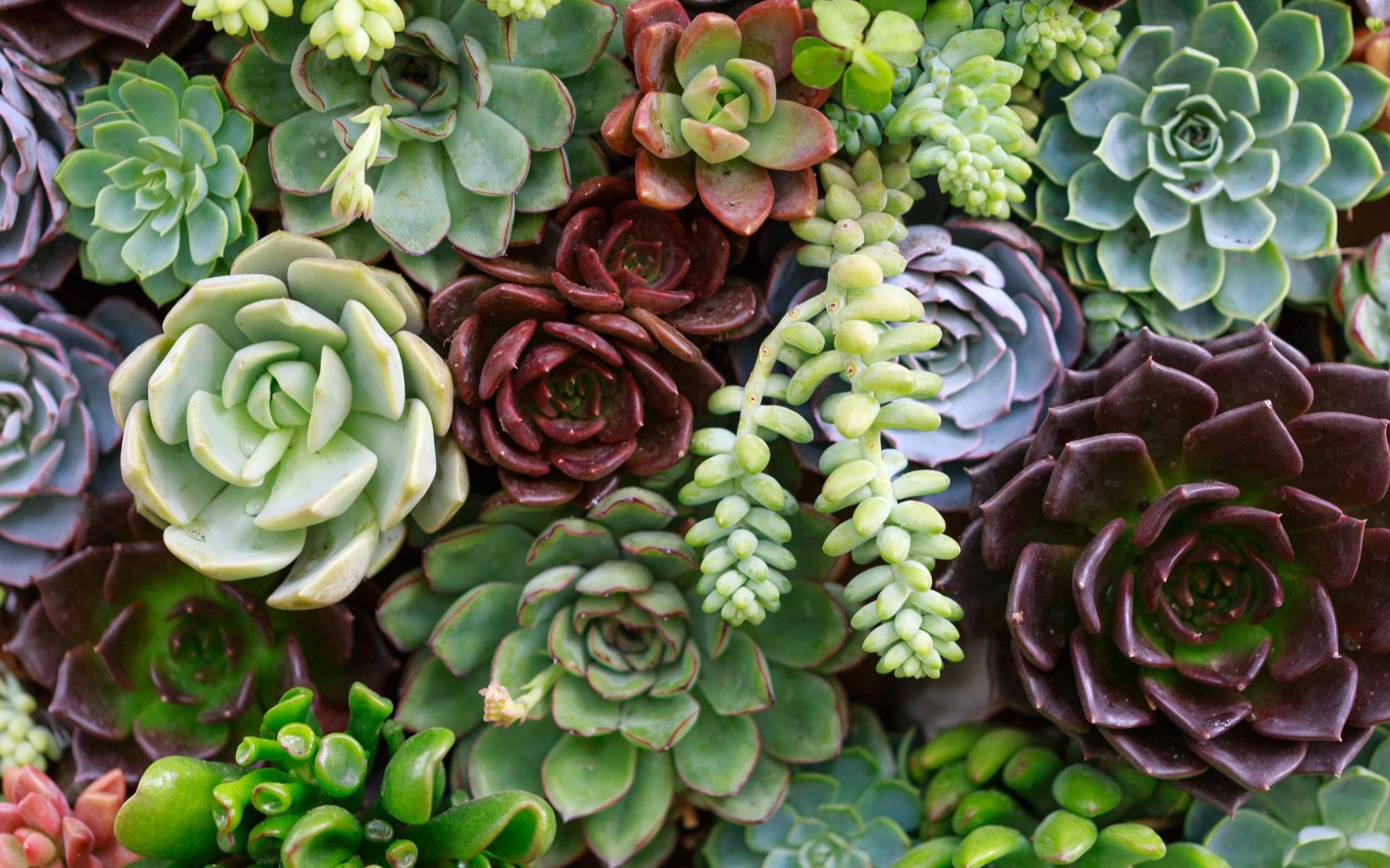 「多肉礼」#多肉植物# succulent plants in 174 巅峰不甘于巅峰_哔哩