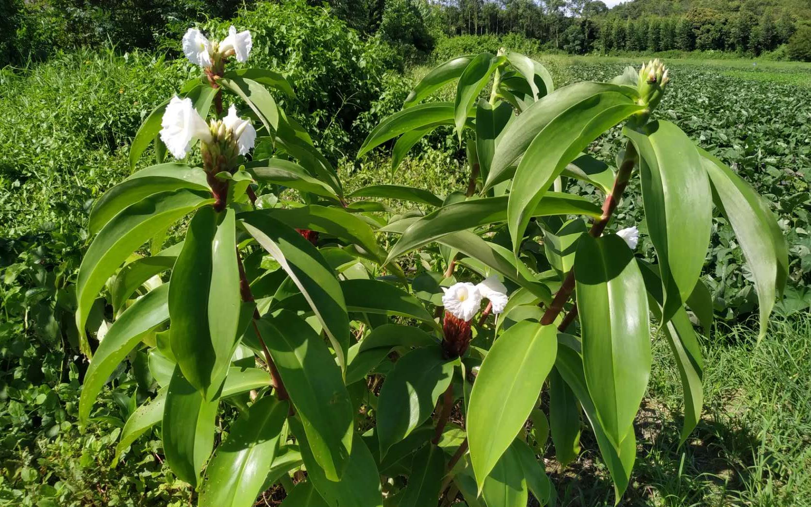闭鞘姜主要作鲜切花干花和庭院绿化花后婷婷玉立极为雅致