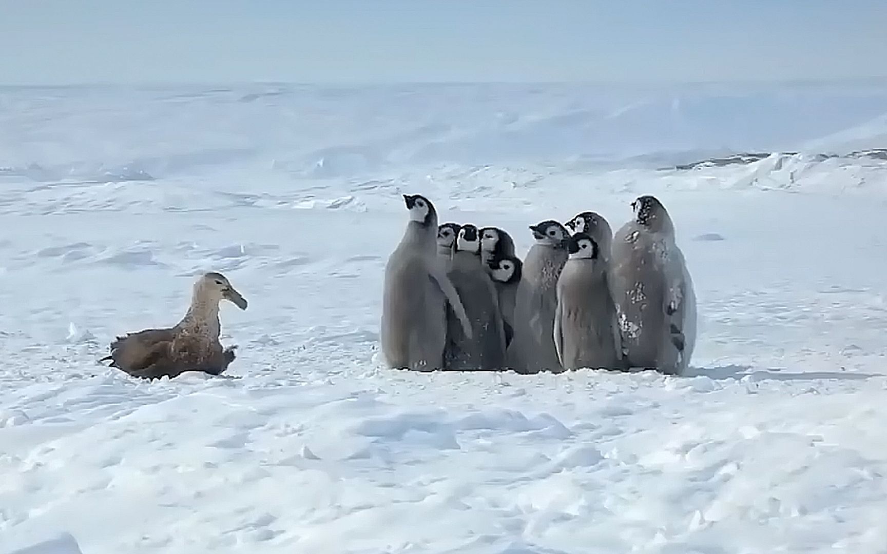 小企鹅有多团结?它们通过"列阵"一致对抗入侵者.纪录片