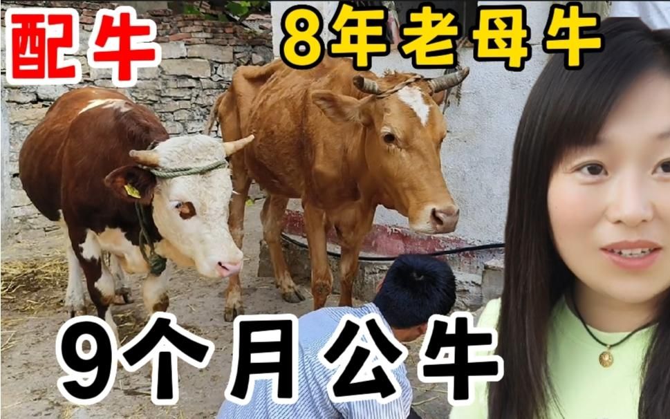 [图]8岁母牛来修蹄甲，没想到9个月小公牛看上人家了，居然配上种了