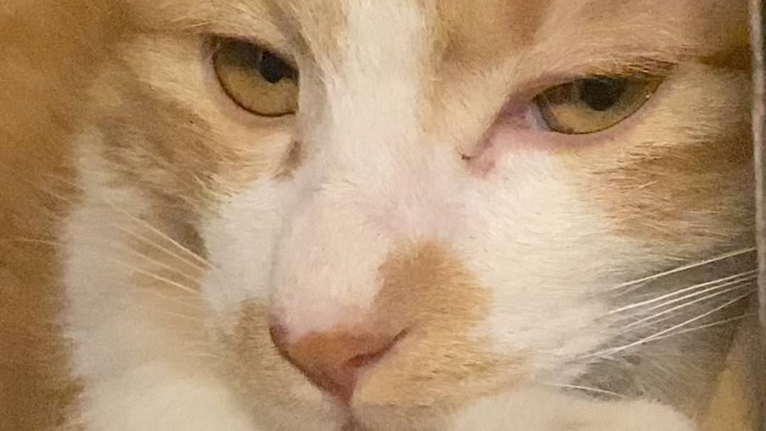 鬼迷日眼的黄猫