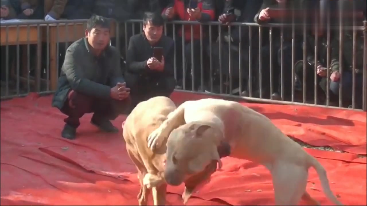 [图]斗狗，这些狗的斗性都太猛了，尤其是黄狗与黑狗拉都拉不开