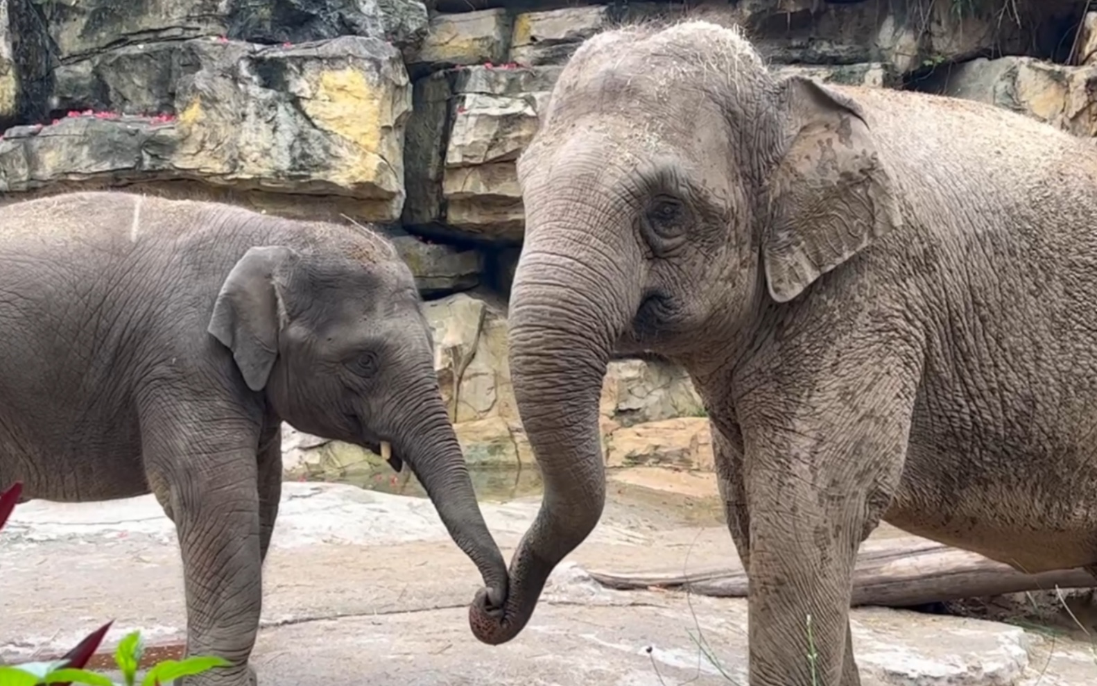 亚洲象 大鼻套小鼻 卷卷&隆隆