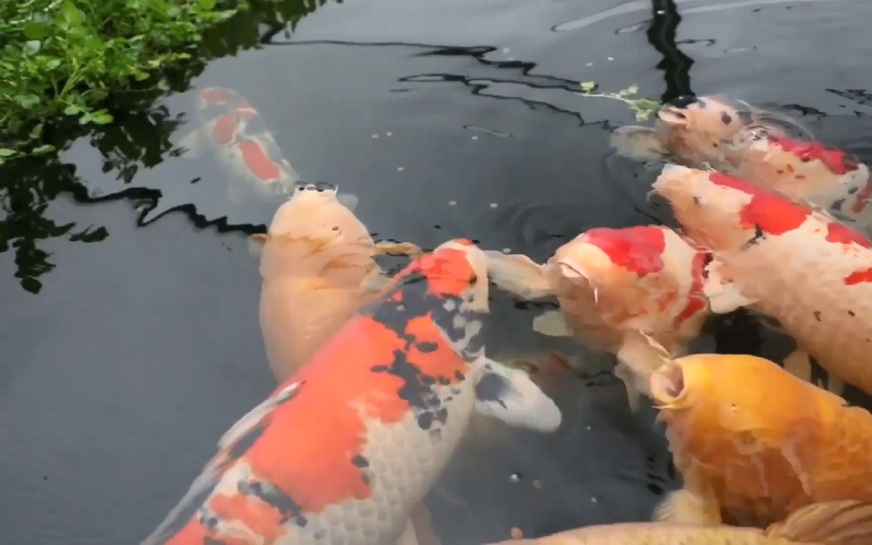 110cm巨无霸锦鲤,胖到游不动了.