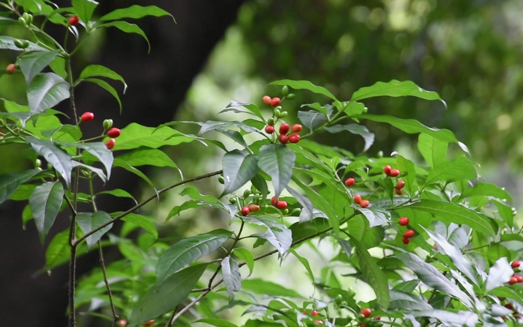 萝芙木药理作用图片