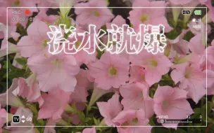 【梦幻苹果花】：离谱！广东七月了它还在坚挺？