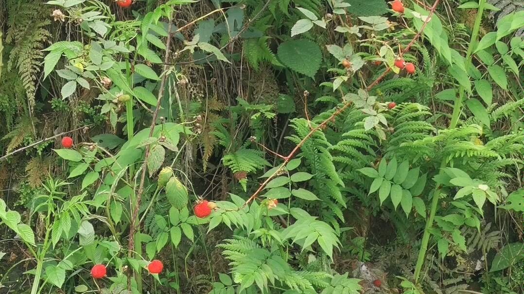 山上摘点泡儿,看看风景