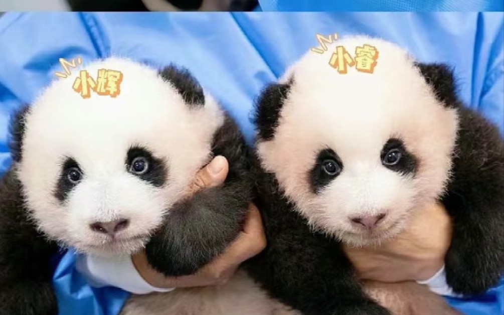 【熊猫宝宝】辉宝睿宝和福宝,小辉小睿第一次拍写真,一脸懵样子好可爱