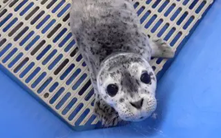 海豹胎 搜索结果 哔哩哔哩 Bilibili