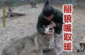 Descargar video: 狼群混战陌生人突然闯入！狼王生扑男人手中食物，大姐把手伸狼嘴取暖