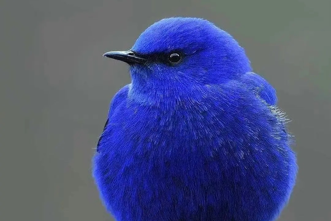 也许你也想看看小蓝鸟!