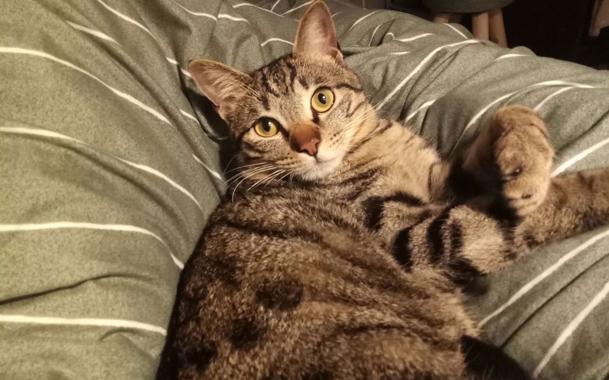 [狸花猫]早上起来就有猫咪躺在侧,幸福.