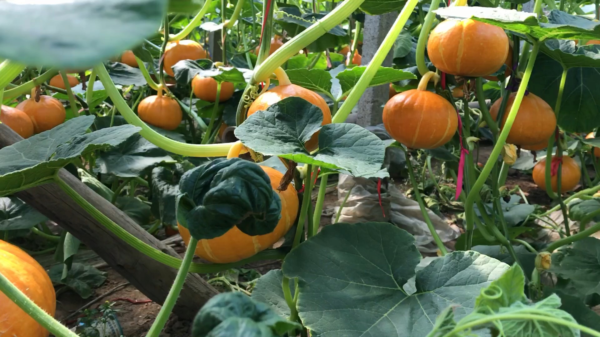 实拍潍坊昌乐尧沟的南瓜蔬菜大棚大红南瓜也太好看了吧