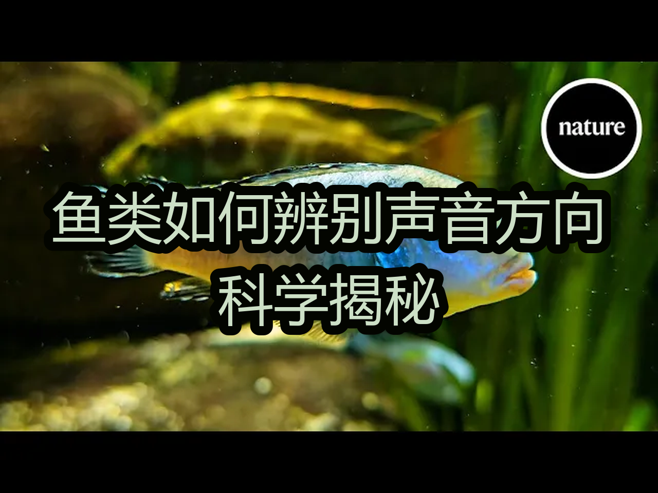 【中配】鱼类如何辨别声音方向:科学揭秘  nature video哔哩哔哩bilibili