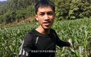 Tải video: 农村种植要看天？一场雨拯救了玉米，太棒了！