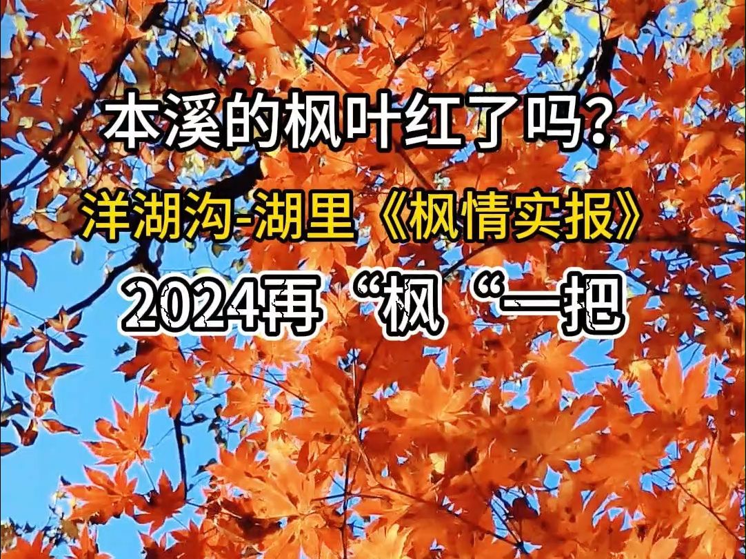 本溪的枫叶红了吗?洋湖沟湖里景区“枫情实报”.哔哩哔哩bilibili