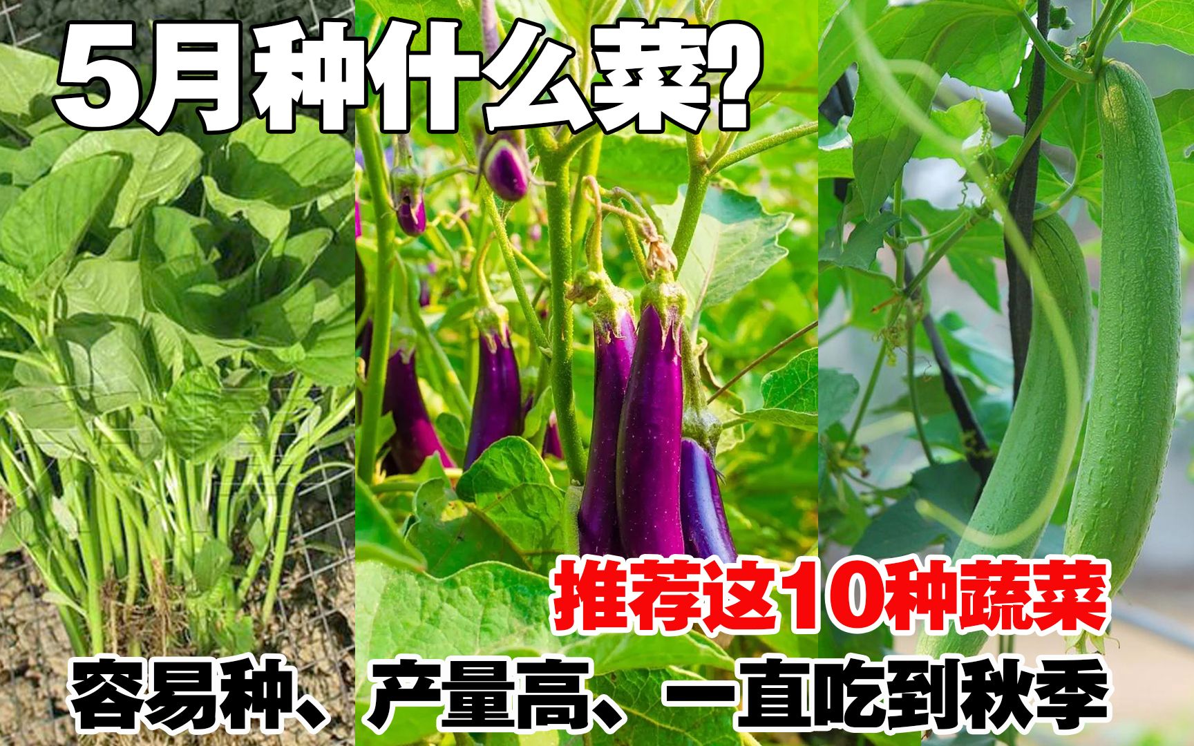 5月适合种什么蔬菜?推荐这10种蔬菜,源源不断采收,实用哔哩哔哩bilibili