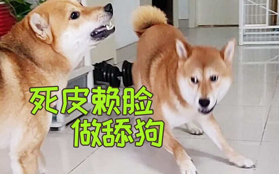 【柴犬夫妻】交配之后态度大变?公柴犬都是真大猪蹄子!哔哩哔哩bilibili