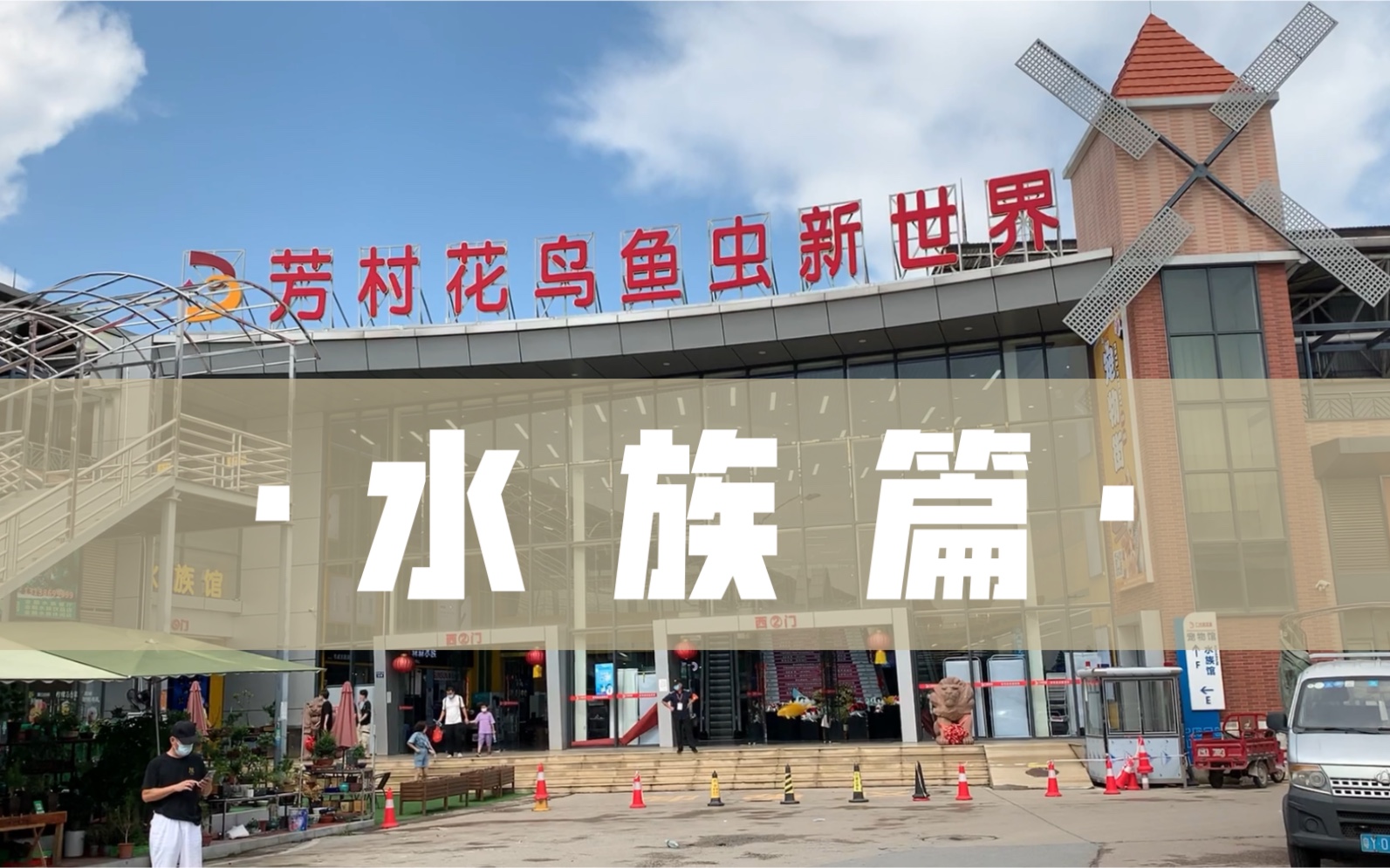 【花鸟鱼虫新世界】龟,鱼,爬虫一条街_哔哩哔哩_bilibili