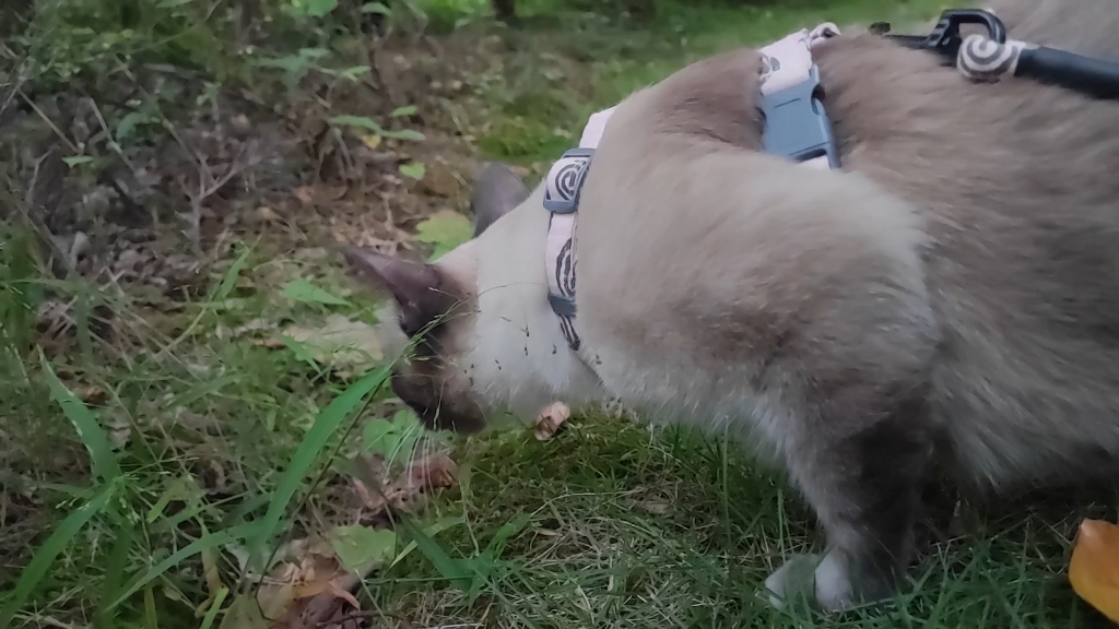 表演一个喵喵吃草