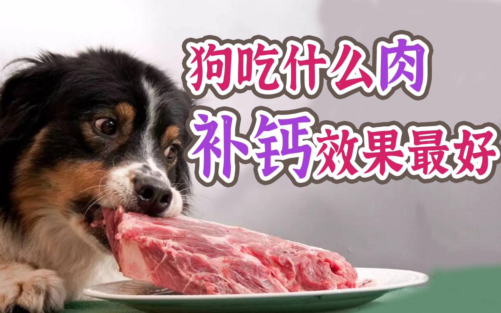 狗吃什么肉补钙效果最好