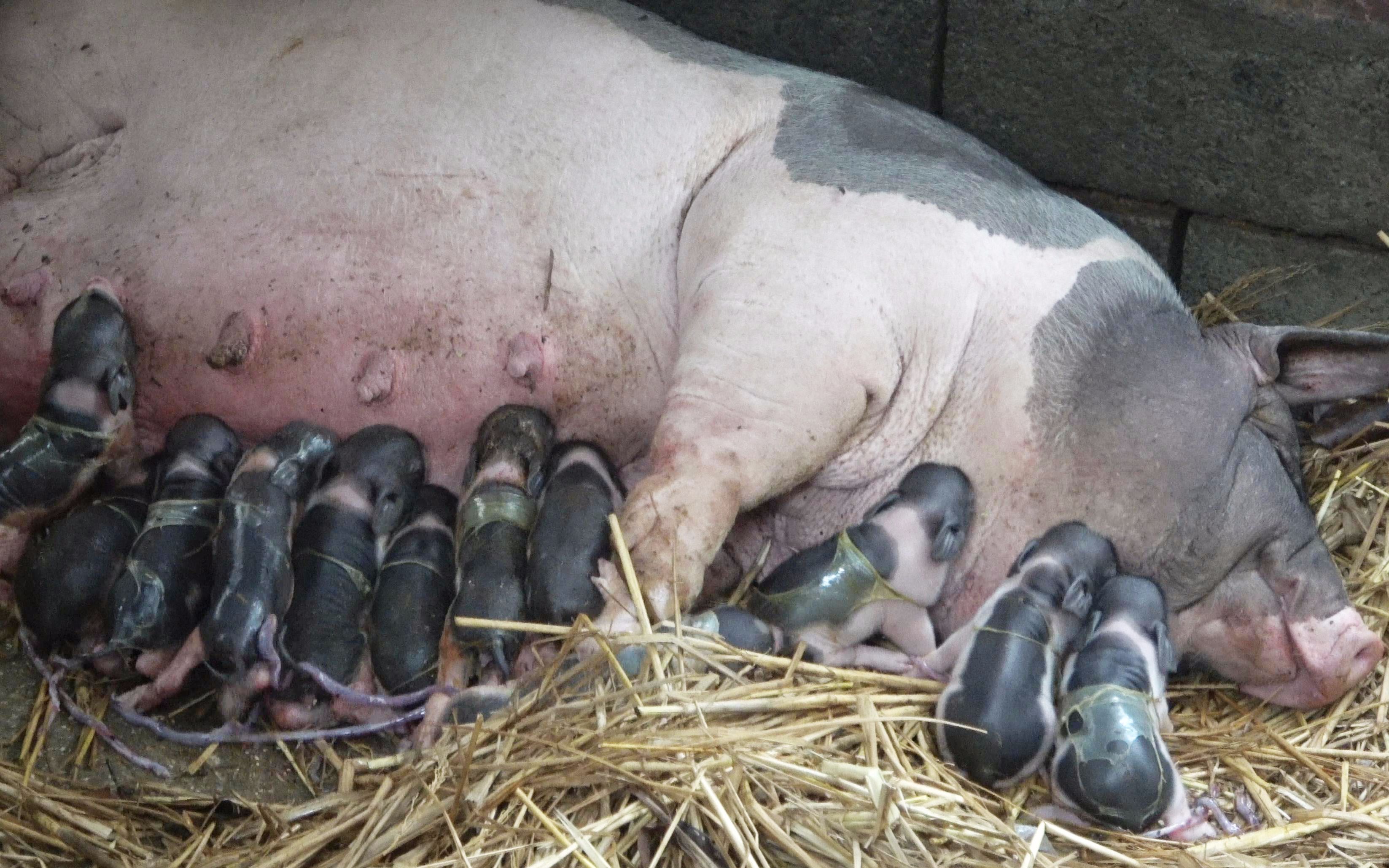 老林家的母猪真厉害,一胎生下14只小猪,现在的猪崽好值钱