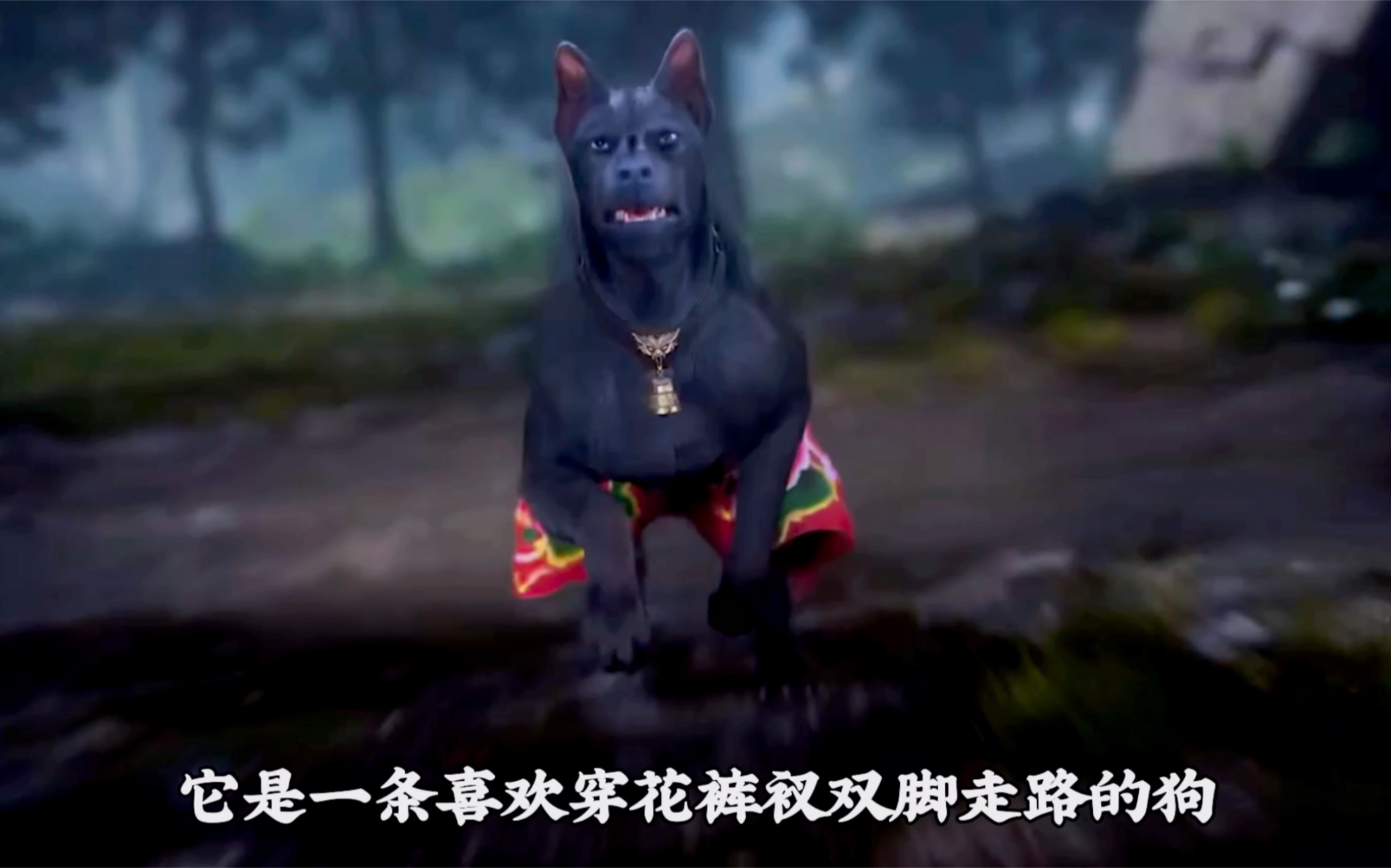 它是一条喜欢穿花裤衩双脚走路的狗名叫黑皇,它也被网友戏称为遮天中