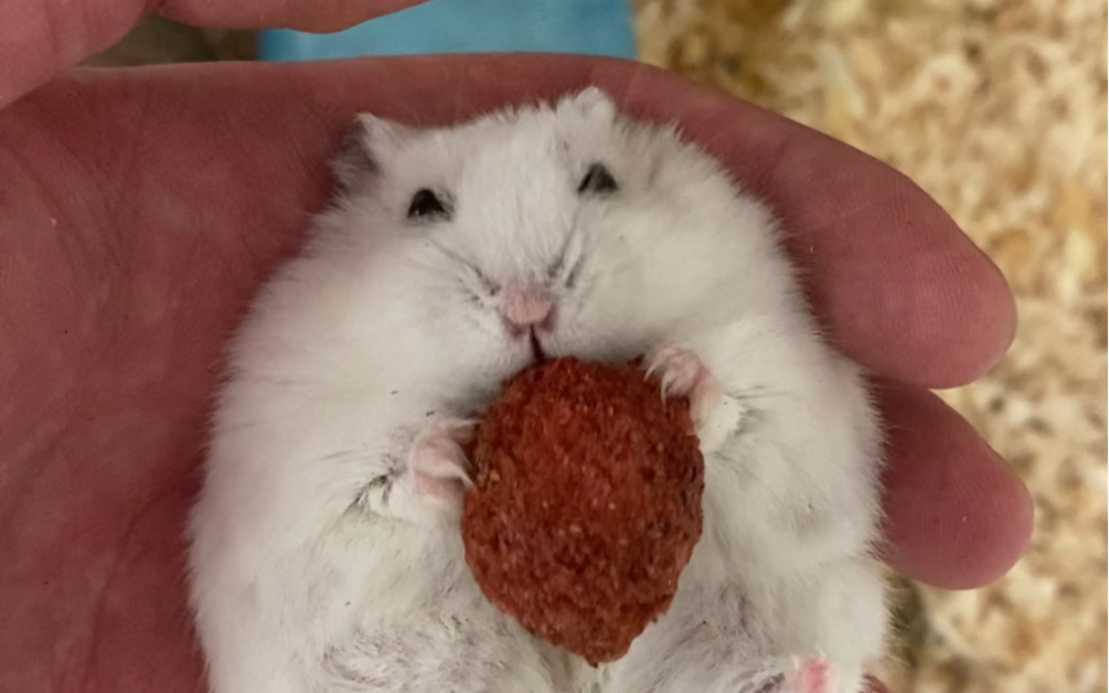 小仓鼠躺手吃草莓干