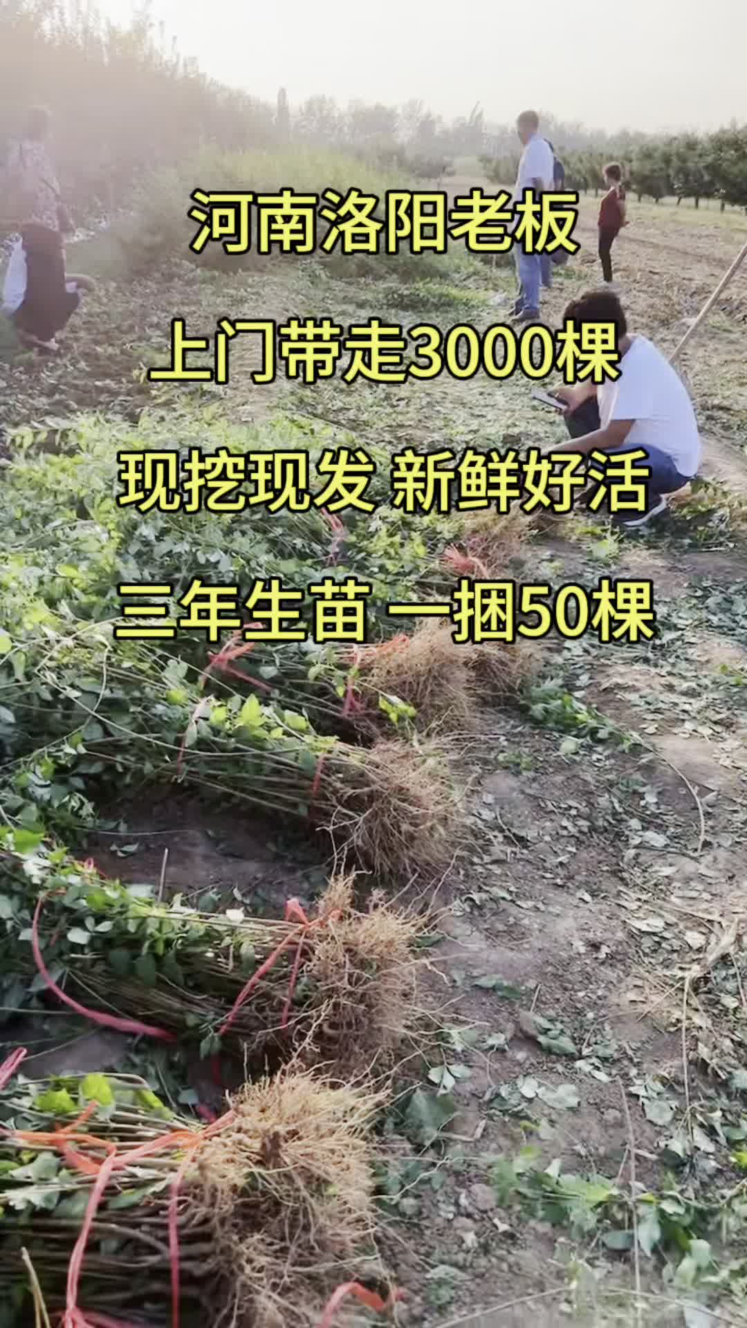 科研五号连翘苗,三年生苗,河南洛阳老板上门带走3000棵,现挖现发等待装车 #大果连翘苗 #科研五号连翘苗 #高产连翘苗 #三年连翘苗哔哩哔哩bilibili